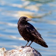 Carrion Crow / Corvus corone / Avrupa Leş Kargası