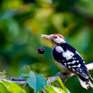 Great Spotted Woodpecker / Dendrocopos major / Orman Ağaçkakanı