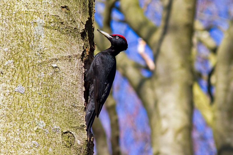 Black Woodpecker / Dryocopus martius / Kara Ağaçkakan