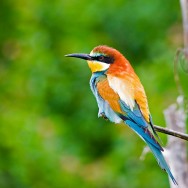 European Bee-eater / Merops apiaster / Arıkuşu