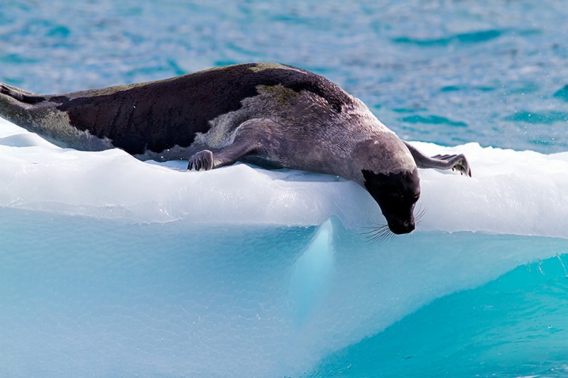 Harp Seal / Pagophilus groenlandicus / Grönland Foku