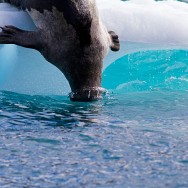 Harp Seal / Pagophilus groenlandicus / Grönland Foku