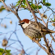 Spanish Sparrow / Passer hispaniolensis / Söğüt Serçesi