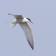 Common Tern / Sterna hirundo / Sumru
