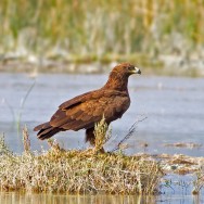 Lesser Spotted Eagle / Aquila pomarina / Küçük Orman Kartalı