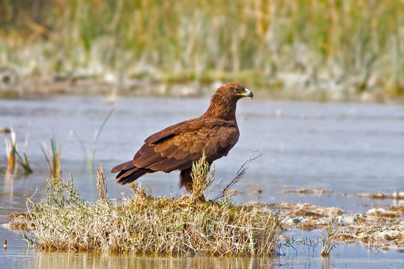 Lesser Spotted Eagle / Aquila pomarina / Küçük Orman Kartalı
