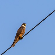 Eleonorae's Falcon / Falco eleonorae / Ada Doğanı