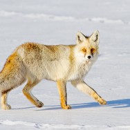 Vulpes vulpes / Red Fox / Kızıl Tilki