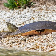 Trionyx triunguis / Soft-shelled nile turtle / Nil kaplumbağası